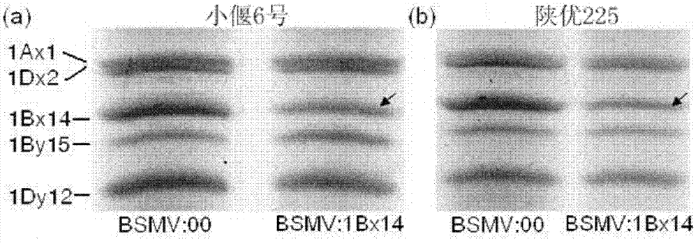 Target gene silencing method for wheatears and grains mediated through recombination barley streak mosaic virus