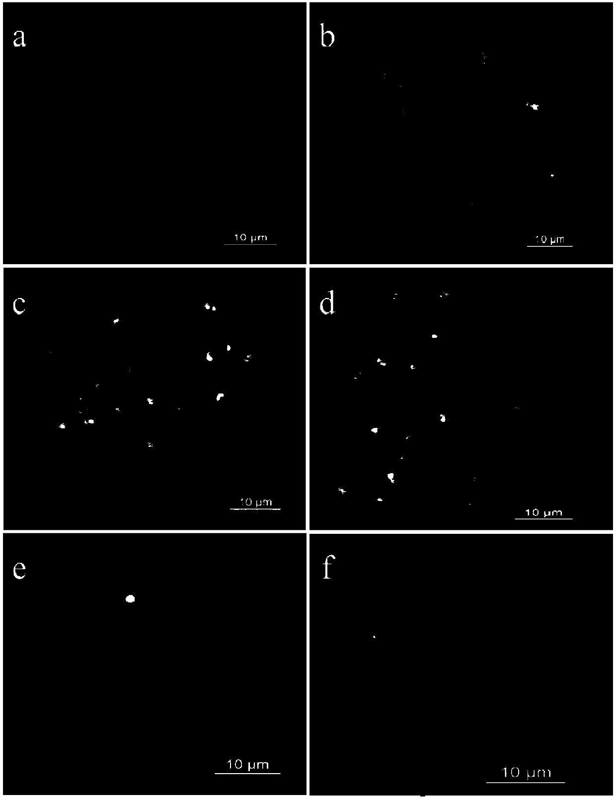 Method for creating and authenticating chromosome translocation line between peanut genomes A and B