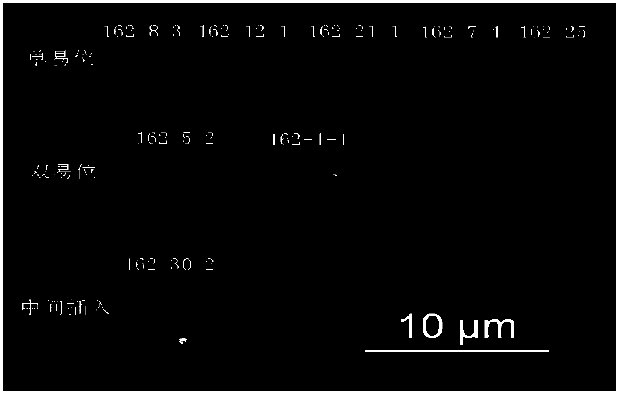 Method for creating and authenticating chromosome translocation line between peanut genomes A and B