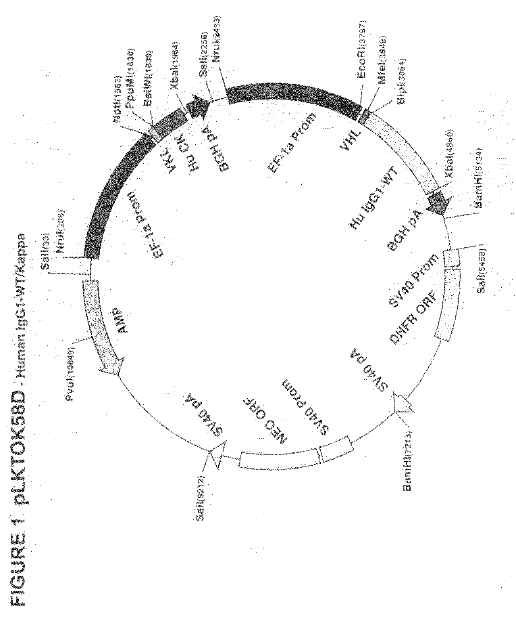 Antibodies That Bind OV064 and Methods of Use Therefor