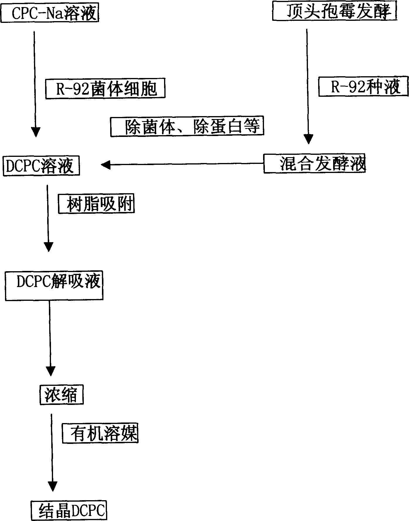 Microorganism strain and method for converting cephalosporin C into deacetylate cephalosporin C by using same