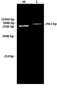 Cattle plasmid adenovirus vector pAd-ZBED6 as well as construction method and use of cattle plasmid adenovirus vector pAd-ZBED6