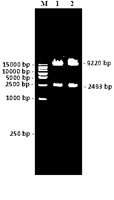 Cattle plasmid adenovirus vector pAd-ZBED6 as well as construction method and use of cattle plasmid adenovirus vector pAd-ZBED6