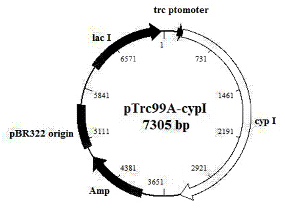 Bacillus megaterium ALA2 cytochrome P450 enzyme gene and methods of recombinant plasmid construction and enzyme purification
