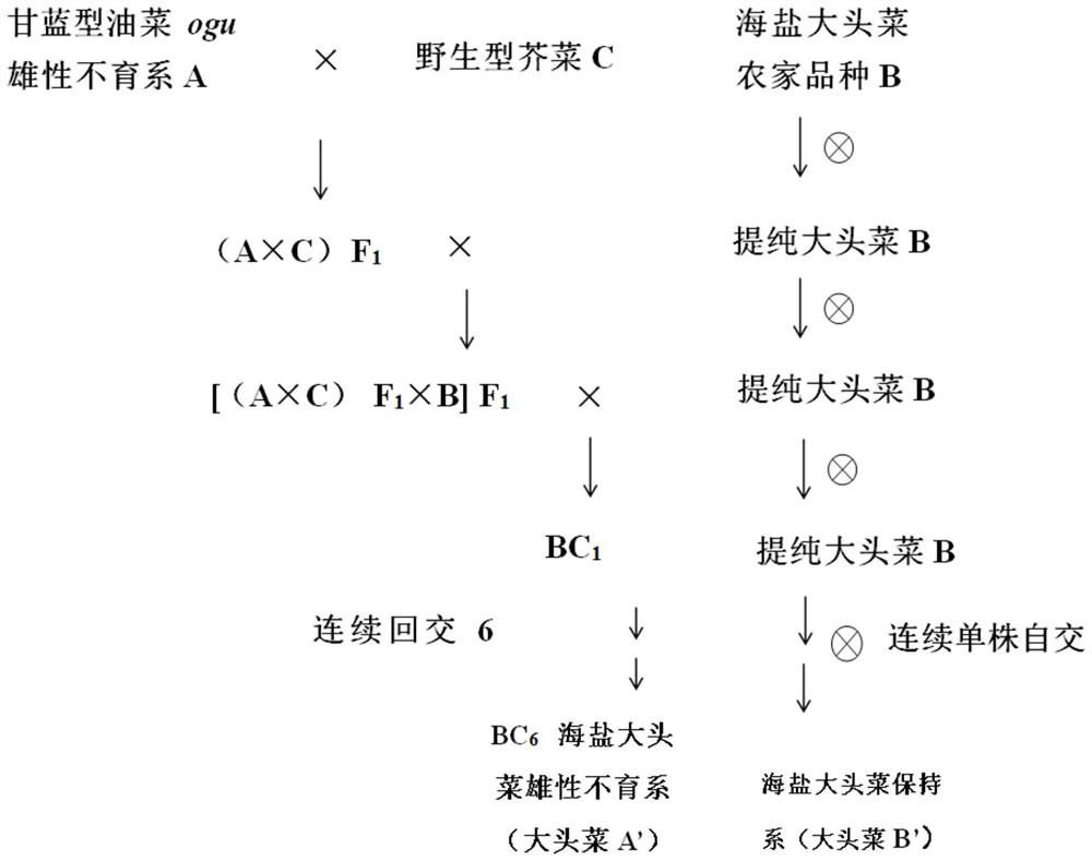 Method for breeding male sterile line of Haiyan brassica napobrassica and application