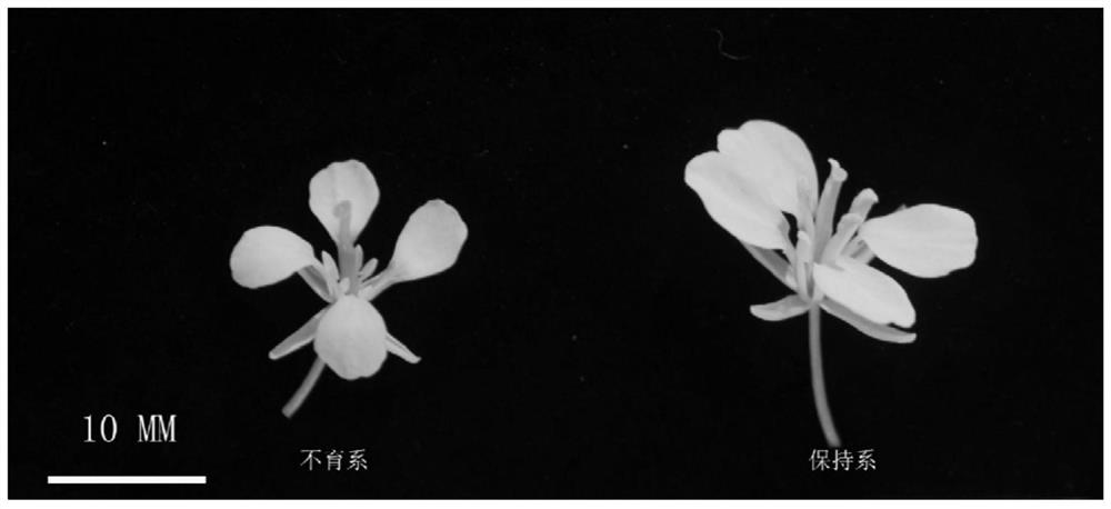 Method for breeding male sterile line of Haiyan brassica napobrassica and application