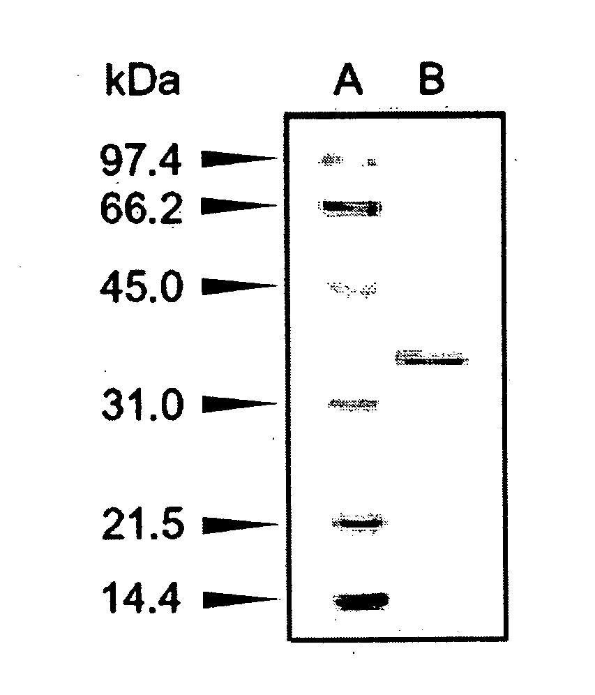 Methods for producing optically active alpha-hydroxy amides