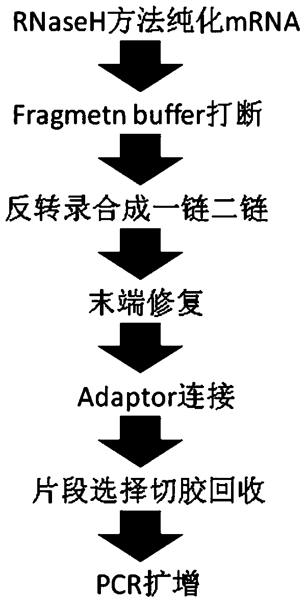 Construction method and application of rna library enriched with original transcript information