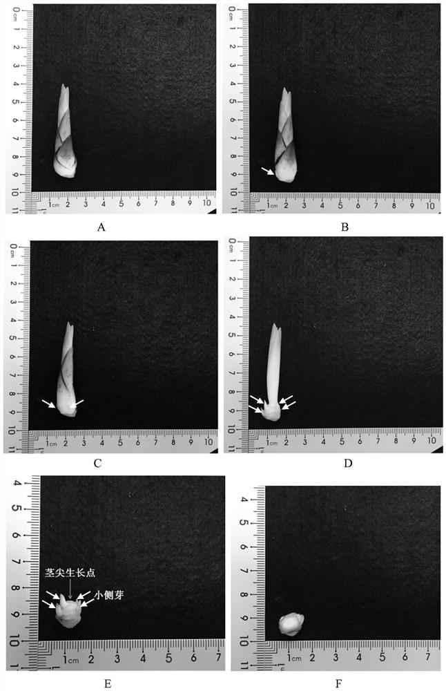 A method for efficiently obtaining aseptic materials of hybrid orchids by utilizing new lateral buds
