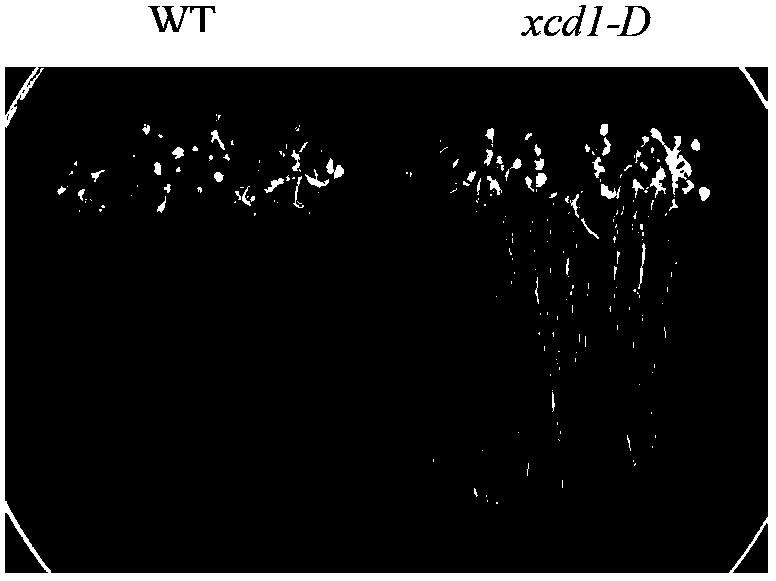 Gene improving cadmium tolerance of plant and application thereof