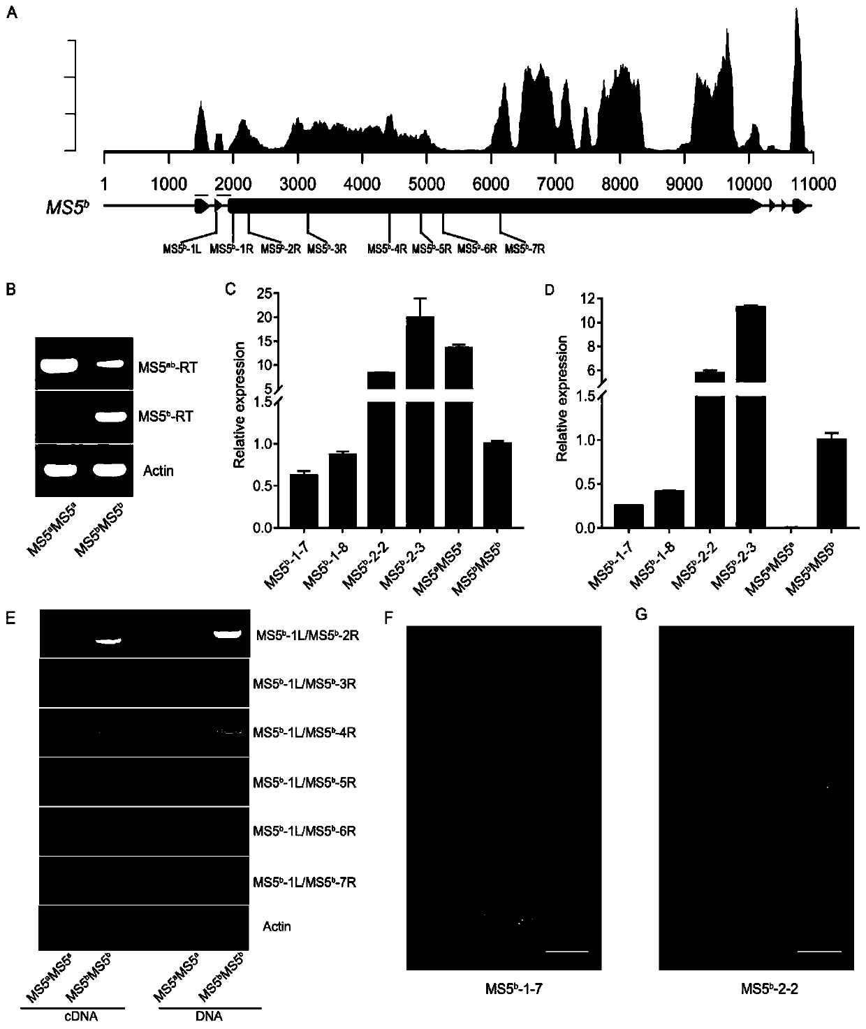 Brassica napus dominant cell nucleus male sterility gene MS5b and application thereof