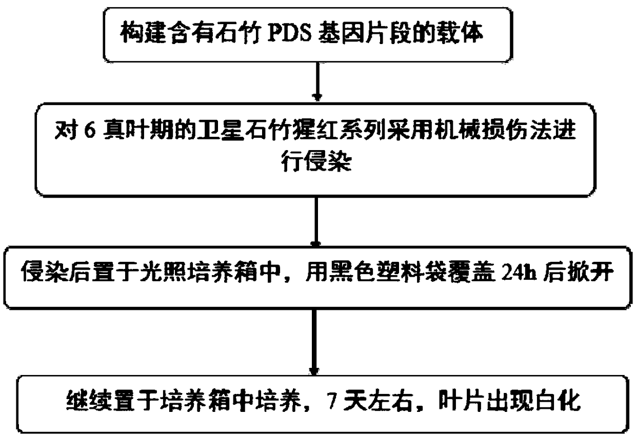 Method for improving dianthus conversion rate based on tobacco rattle virus silencing system