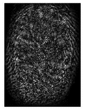 A Collaborative Gender Recognition Method Fused with Face and Fingerprint Visual Information