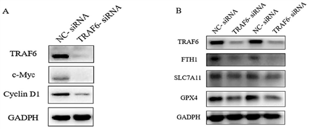 Application of TRAF6 inhibitor as and/or in preparation of ferroptosis inducer