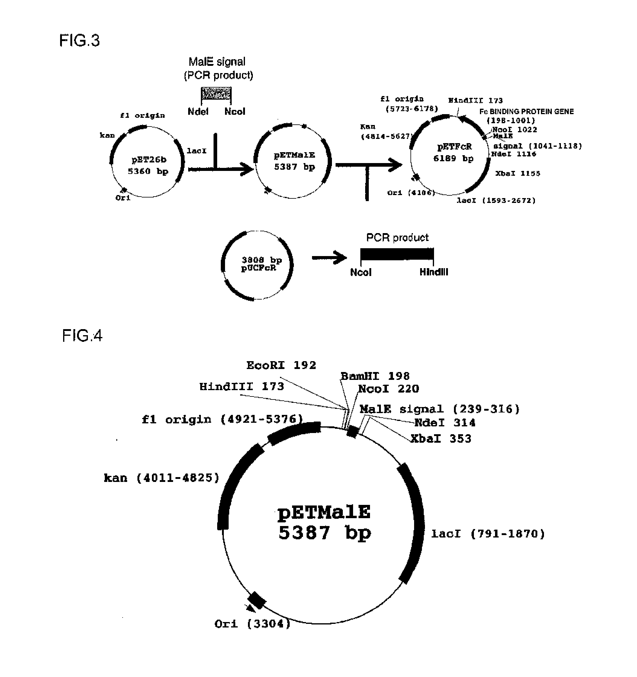 Fc binding protein and method for manufacturing same