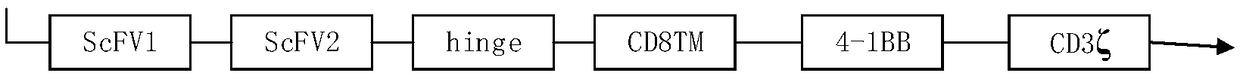 Specific antibody with CD20 as target, CAR-NK cell and preparation and application of CAR-NK cell