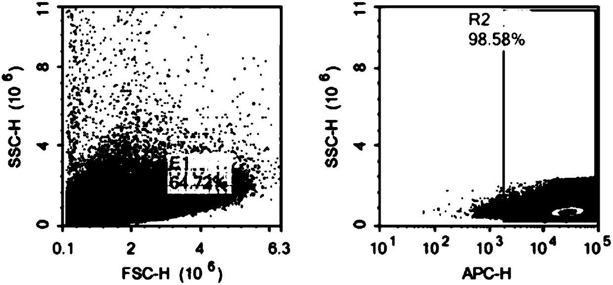 Specific antibody with CD20 as target, CAR-NK cell and preparation and application of CAR-NK cell