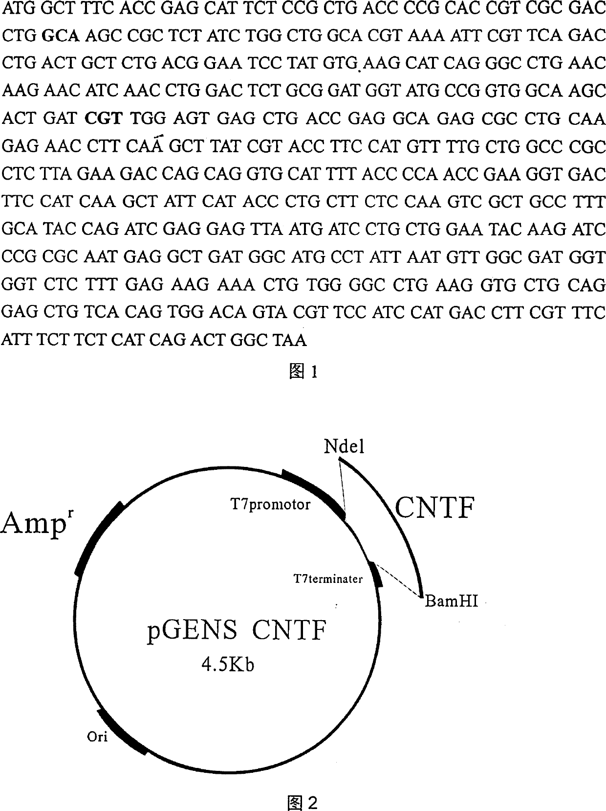 Production process of neurotrophic factor