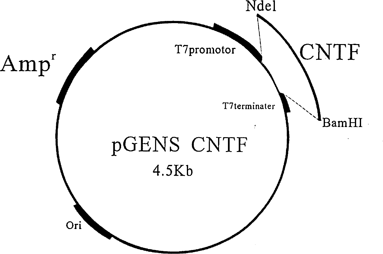 Production process of neurotrophic factor