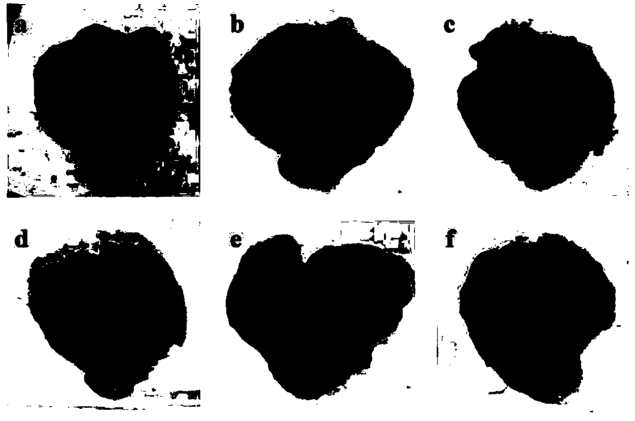 Application of aqueous acrostichumaureum extract to preparation of medicines for treating acute gastric ulcer