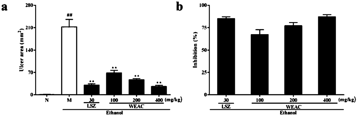 Application of aqueous acrostichumaureum extract to preparation of medicines for treating acute gastric ulcer