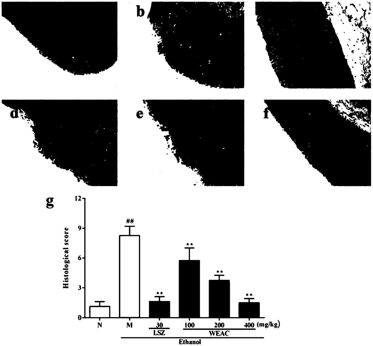 Application of aqueous acrostichumaureum extract to preparation of medicines for treating acute gastric ulcer