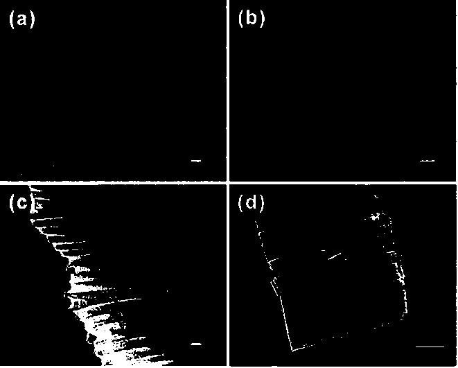 Preparation method for TiO2 nanotube array film with high catalytic properties and application of TiO2 nanotube array film