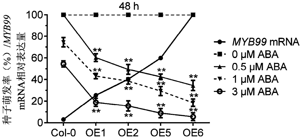 Application of myb99 protein and its coding gene in regulating plant seed germination