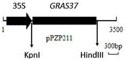 Maize gene ZmGRAS37 for regulating and controlling nutrient body largeness, early blossoming and grain weight increment of arabidopsis thaliana at seedling stage and application thereof