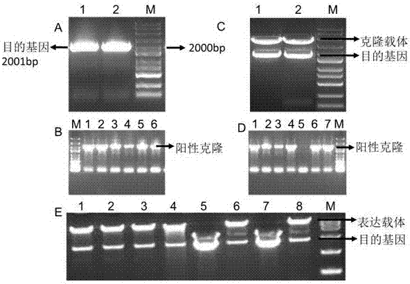 Maize gene ZmGRAS37 for regulating and controlling nutrient body largeness, early blossoming and grain weight increment of arabidopsis thaliana at seedling stage and application thereof