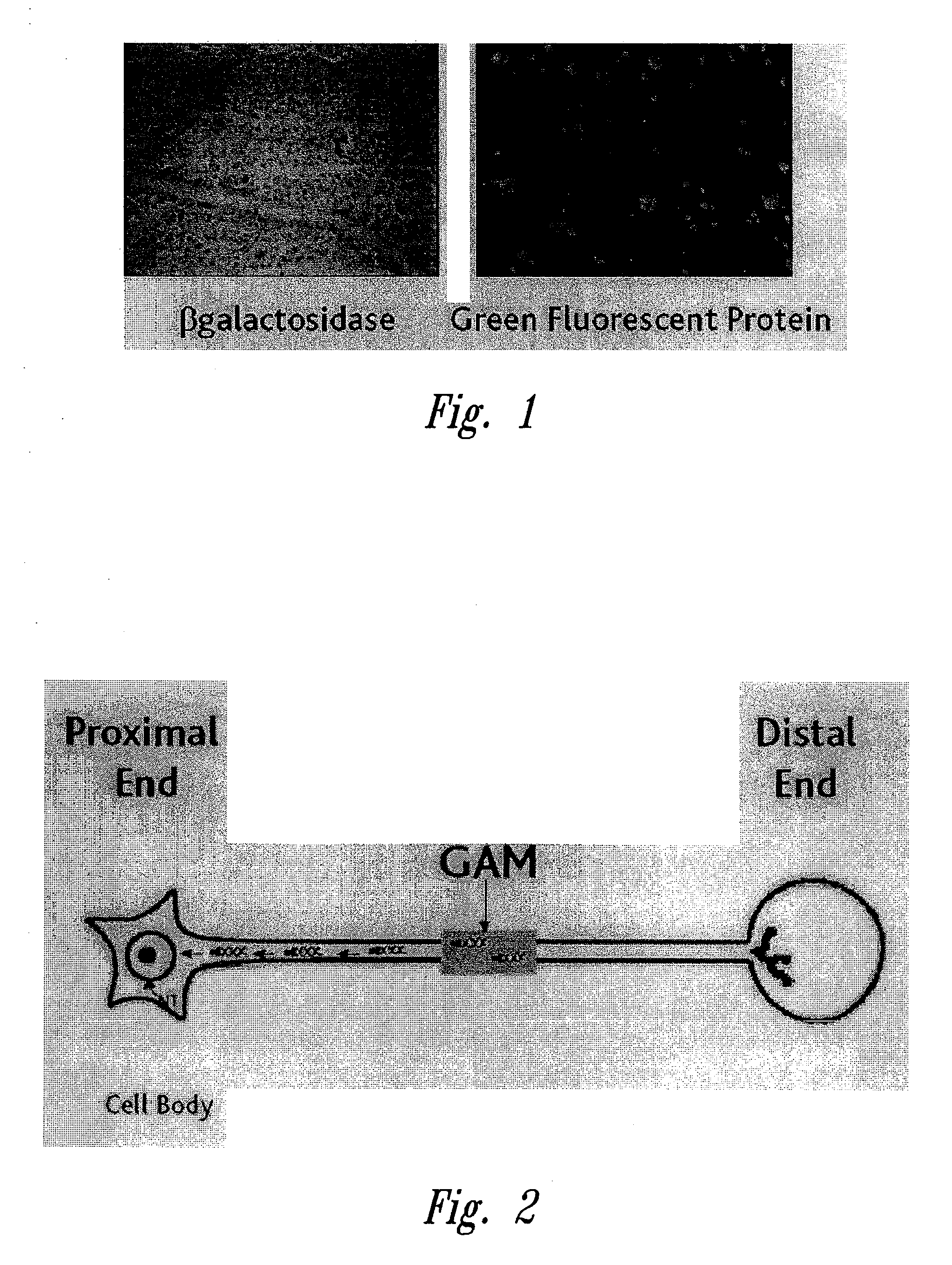 Devices containing DNA encoding neurotrophic agents and related compositions and methods