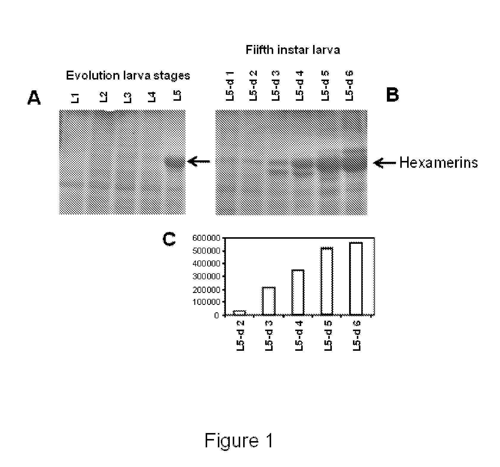 Insect-derived promoters for foreign proteins expression in insect cells