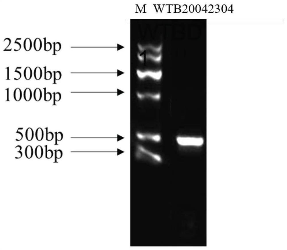 Issatchenkia orientalis used for whole-process green production of fruit wine and application of issatchenkia orientalis