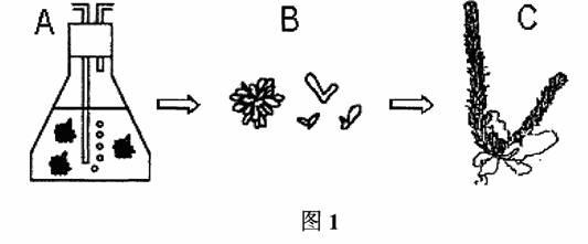 Sargassum thunbergii young seedling large-scale breeding method using leaves tissue culture method