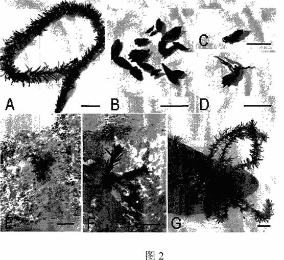 Sargassum thunbergii young seedling large-scale breeding method using leaves tissue culture method