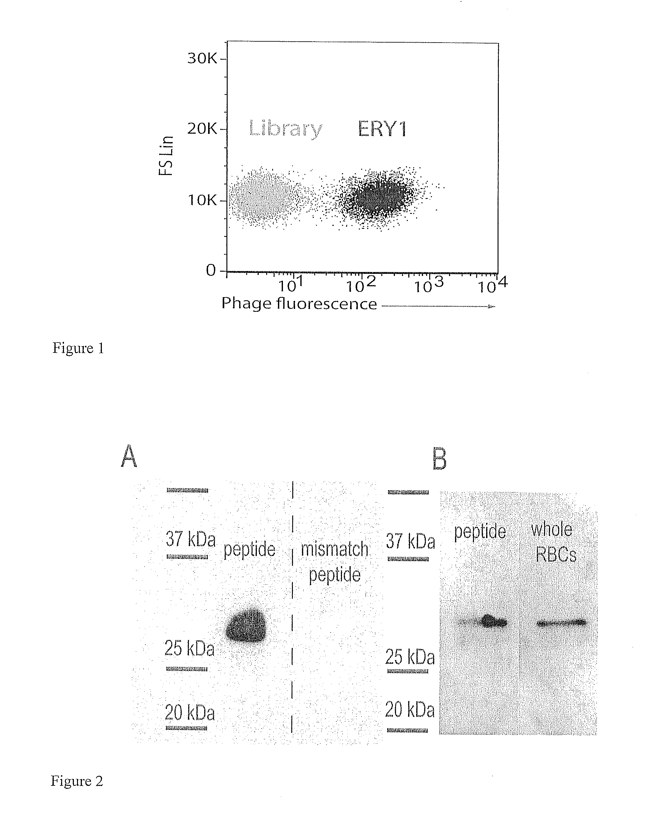 Erythrocyte-binding therapeutics