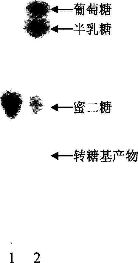 Transglycosyl alpha-galactoglucosidezyme gene