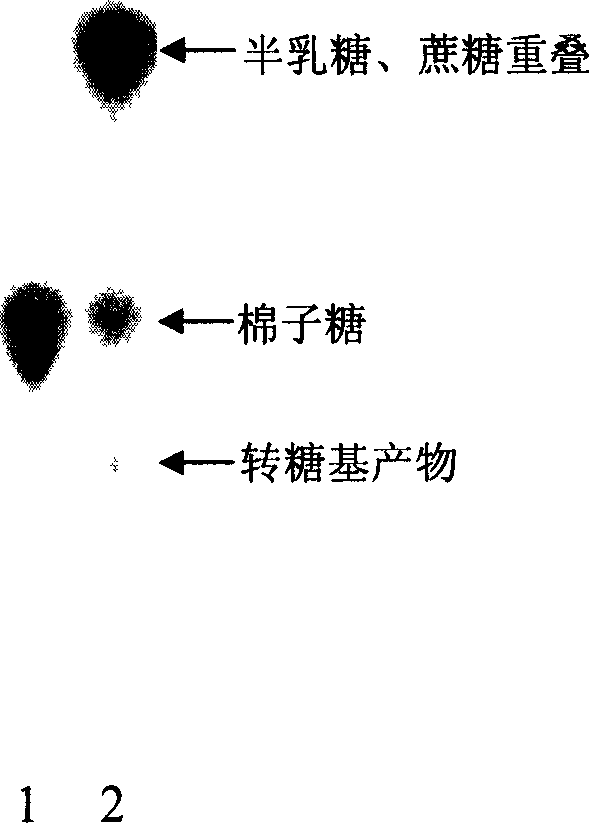 Transglycosyl alpha-galactoglucosidezyme gene