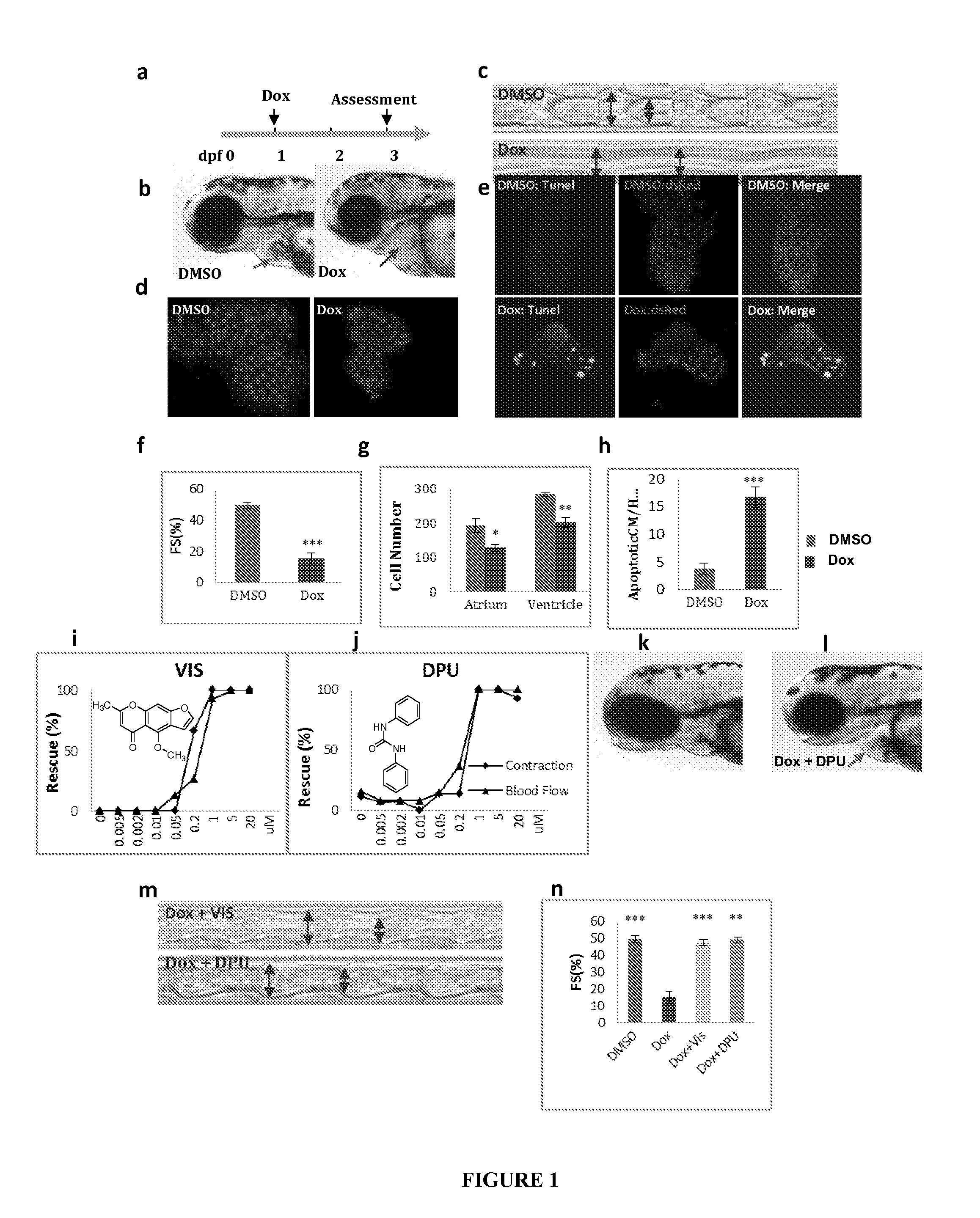 Cardioprotective compounds, their use with chemotherapy, and methods for identifying them