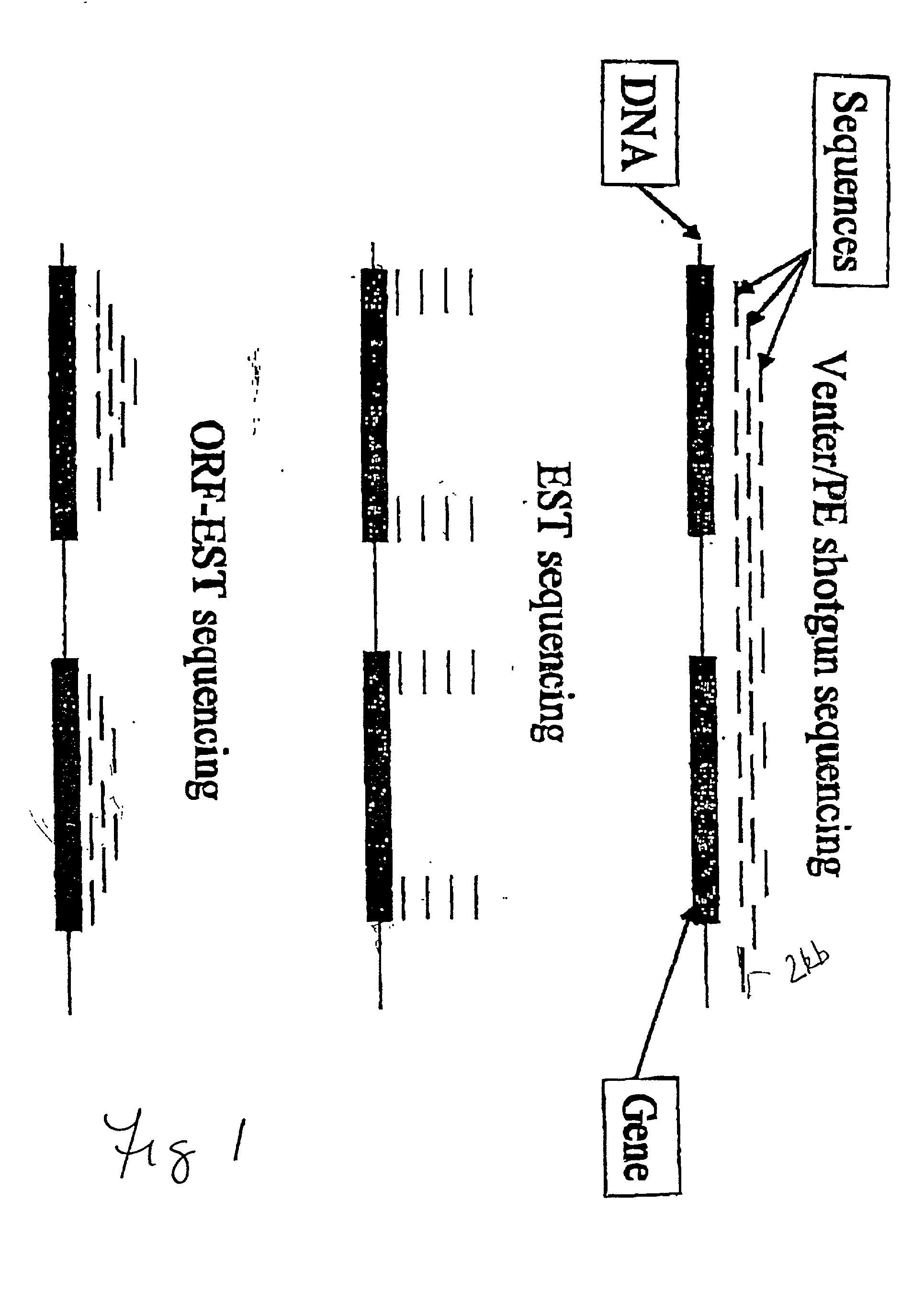 Method for determining nucleotide sequences using arbitrary primers and low stringency