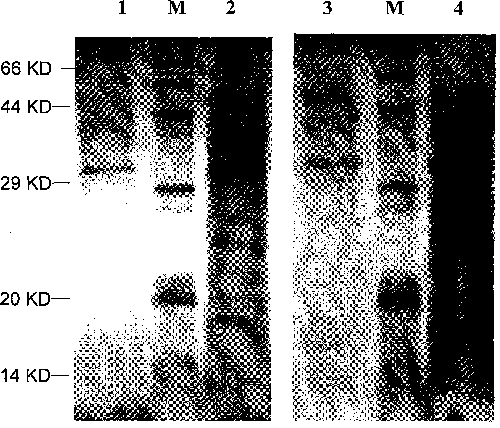 Expression production and separation purification of recombinant placenta growth factor and chemical marker thereof