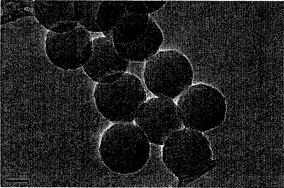 Preparation method for one-size nano-particle fluorescence microsphere