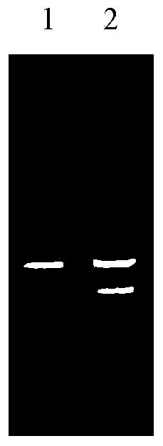 Apocynum venetum eIF-5A gene and encoded protein thereof