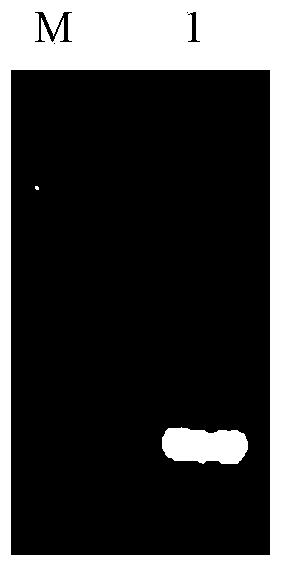 Apocynum venetum eIF-5A gene and encoded protein thereof