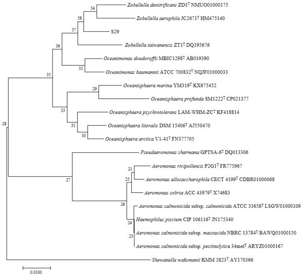 A bacterium of the genus Zorbia and its application in improving plant stress resistance