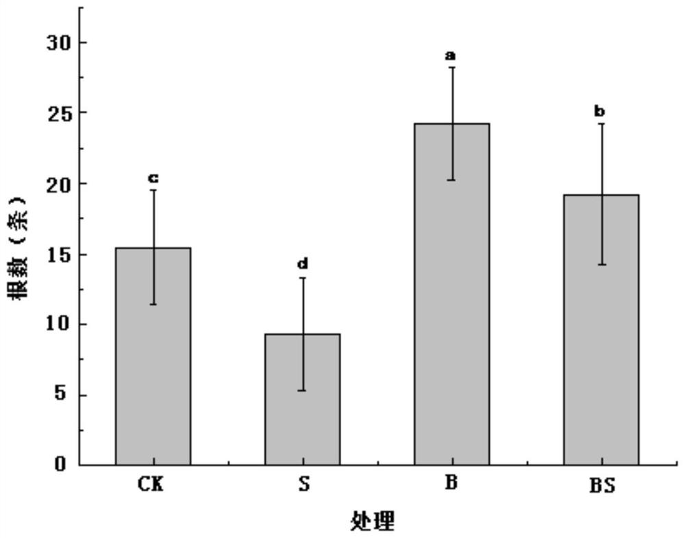 A bacterium of the genus Zorbia and its application in improving plant stress resistance