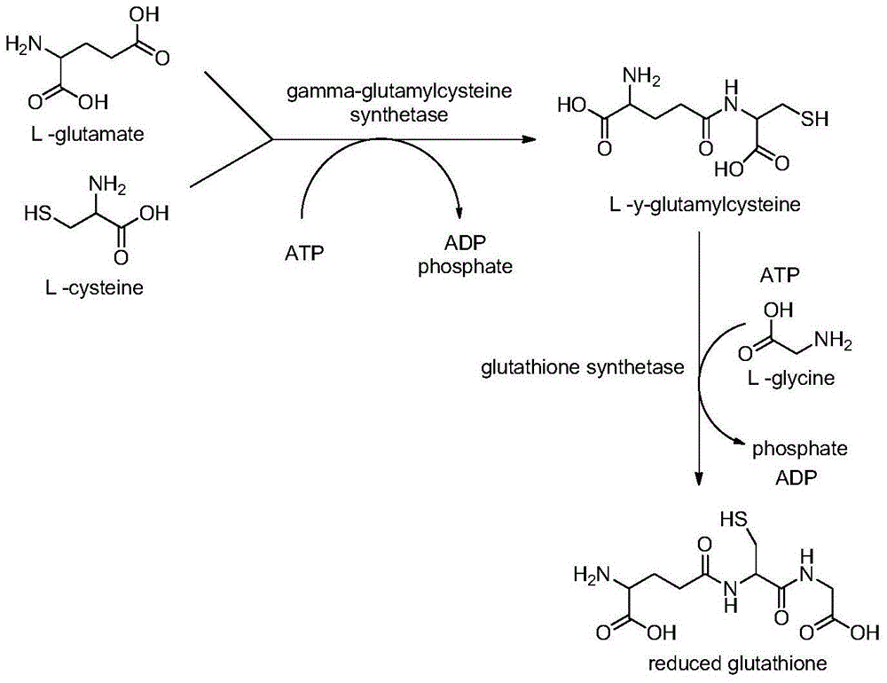 Functional food for improving glutathione concentration in human body and preparation method thereof