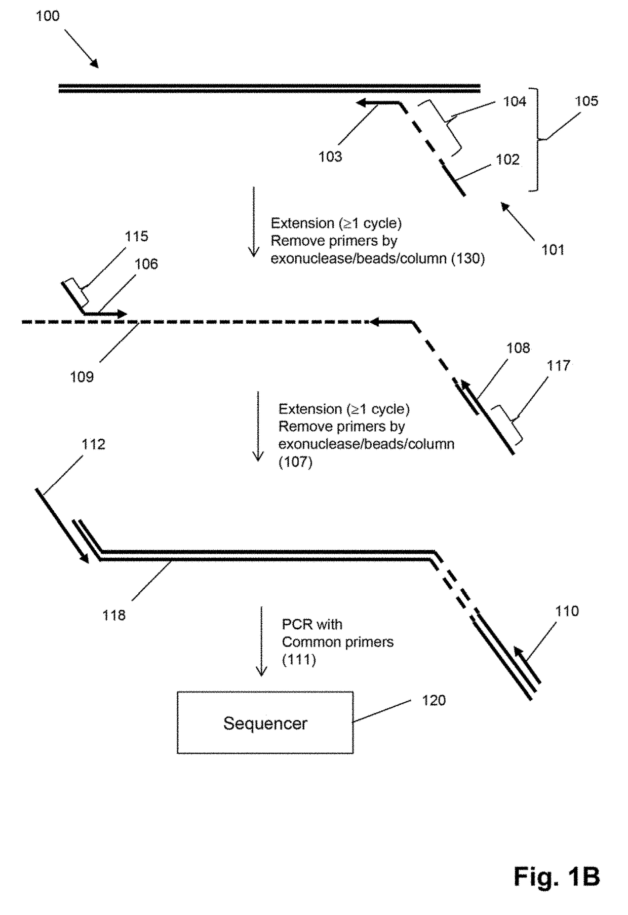 Method for generating clonotype profiles using sequence tags