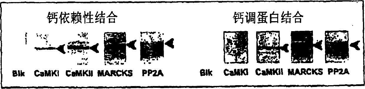 Method for isolating subpopulations of proteins that engage in protein-protein interactions