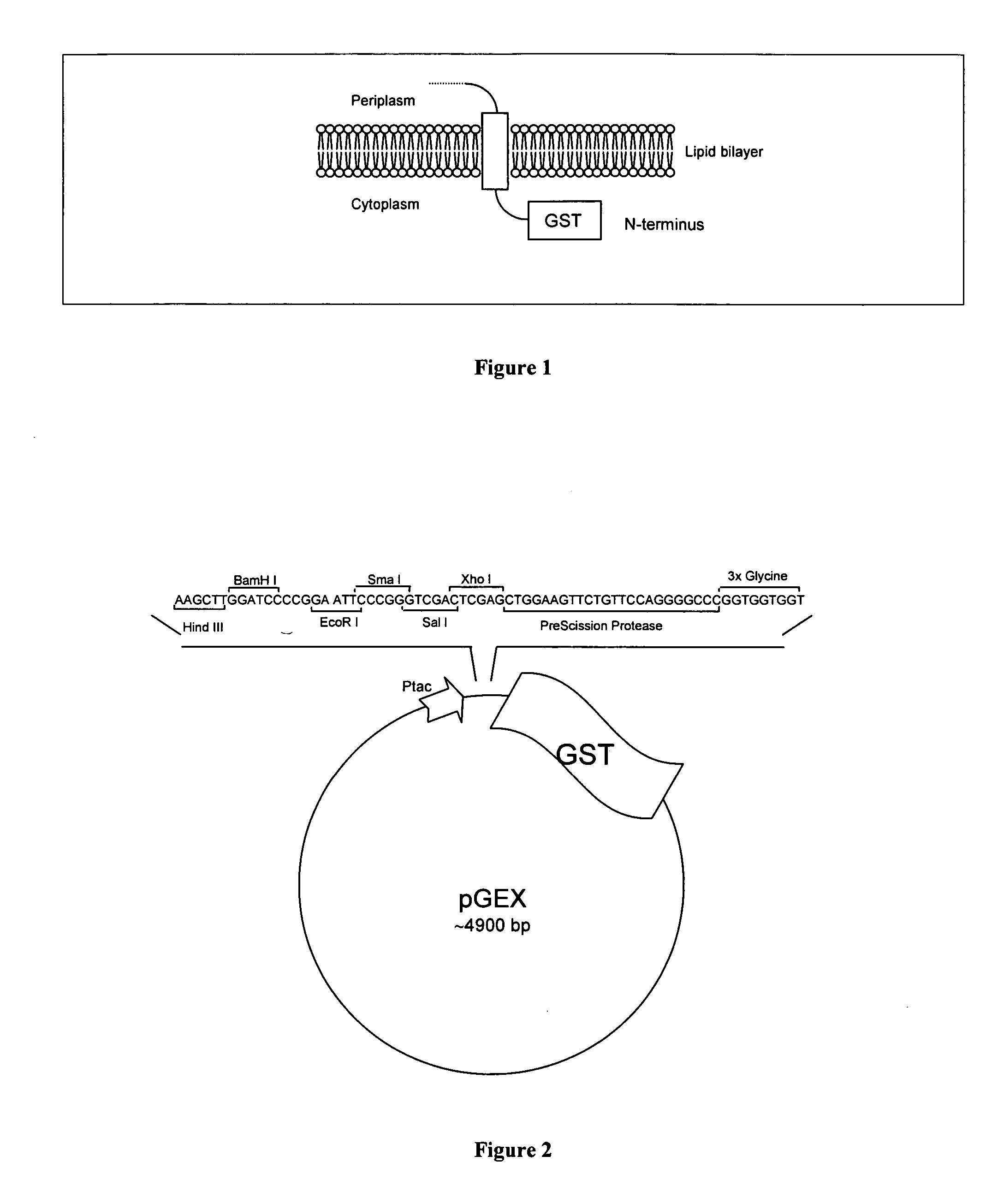 Expression vector, host cell and method for producing fusion proteins